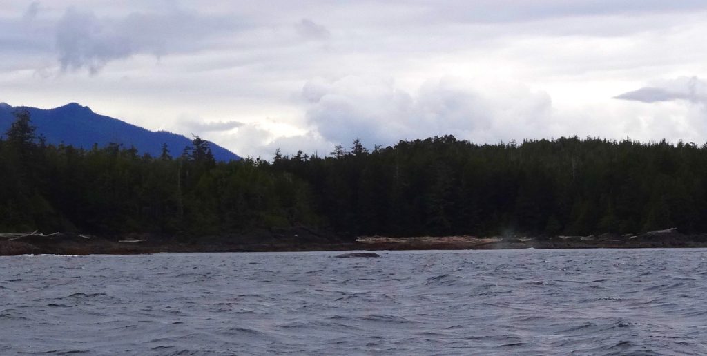 Excursion Baleine Tofino Ile de Vancouver - la tache sombre dans l'eau c'est une baleine grise !