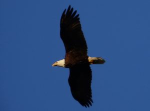 Aigle à tête blanche Vancouver