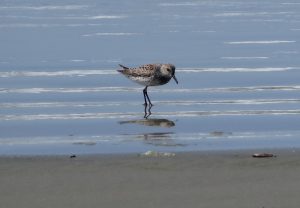 Oiseau sur la plage de Long Beach, la Bécassine