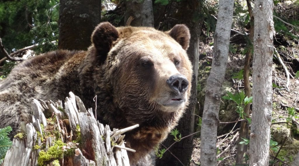 Grizzli à Grouse Mountain (Vancouver)