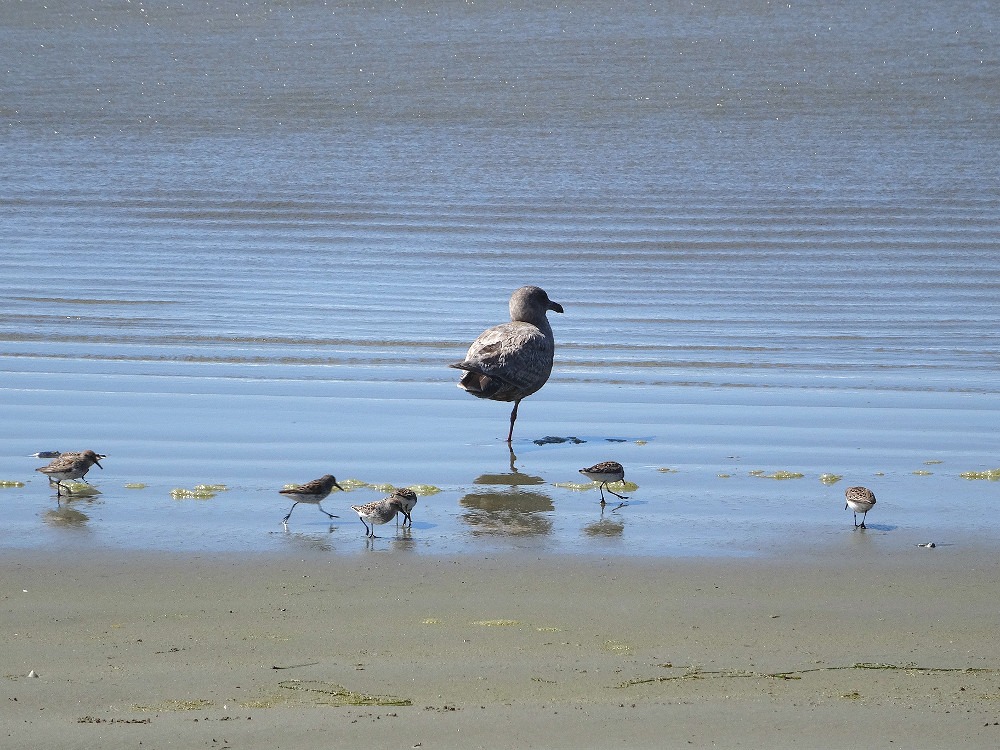 Long Beach - Île de Vancouver