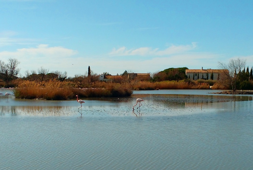 Flamants roses Camargue