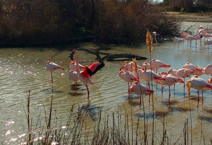 Flamant rose qui ouvre ses ailes - Camargue