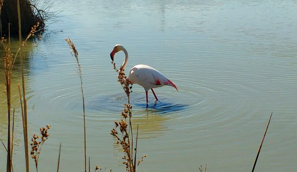 Flamants roses Camargue