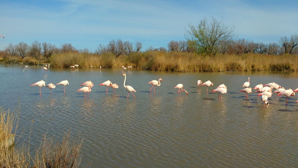 Flamants roses Camargue