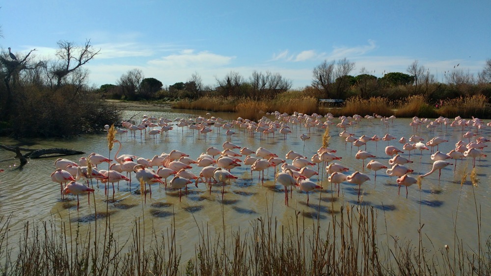 Flamants roses Camargue