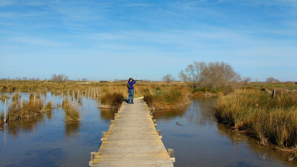 Observation de la faune sauvage de Camargue avec des jumelles