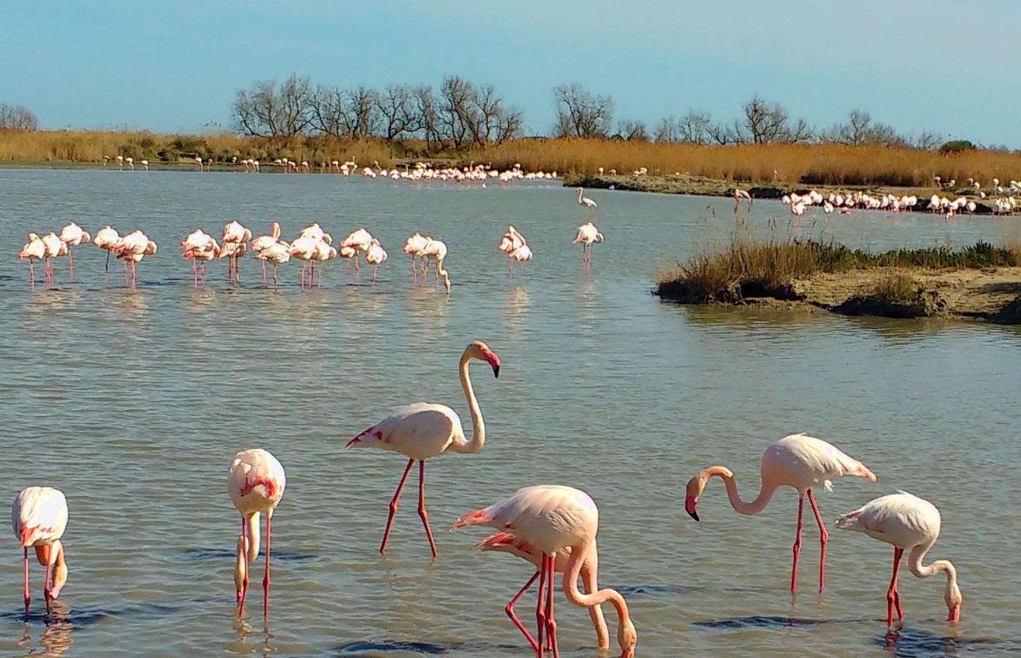 Flamants roses Camargue