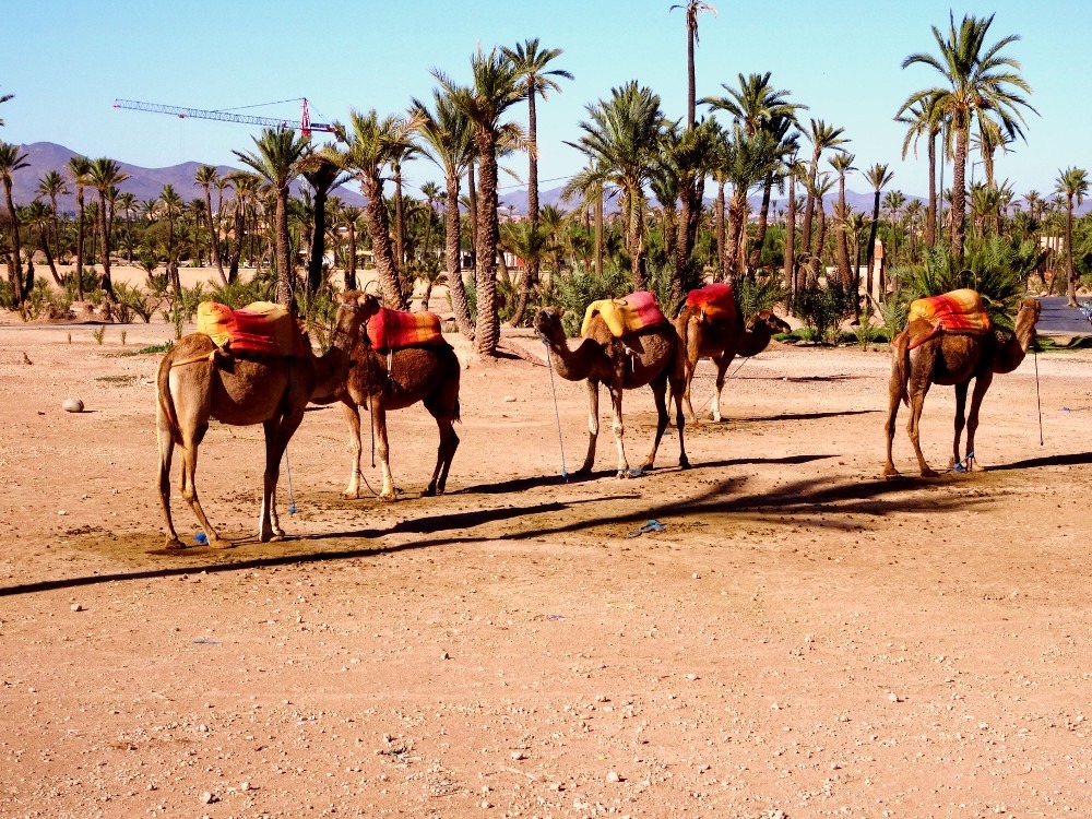 Palmeraie Marrakech