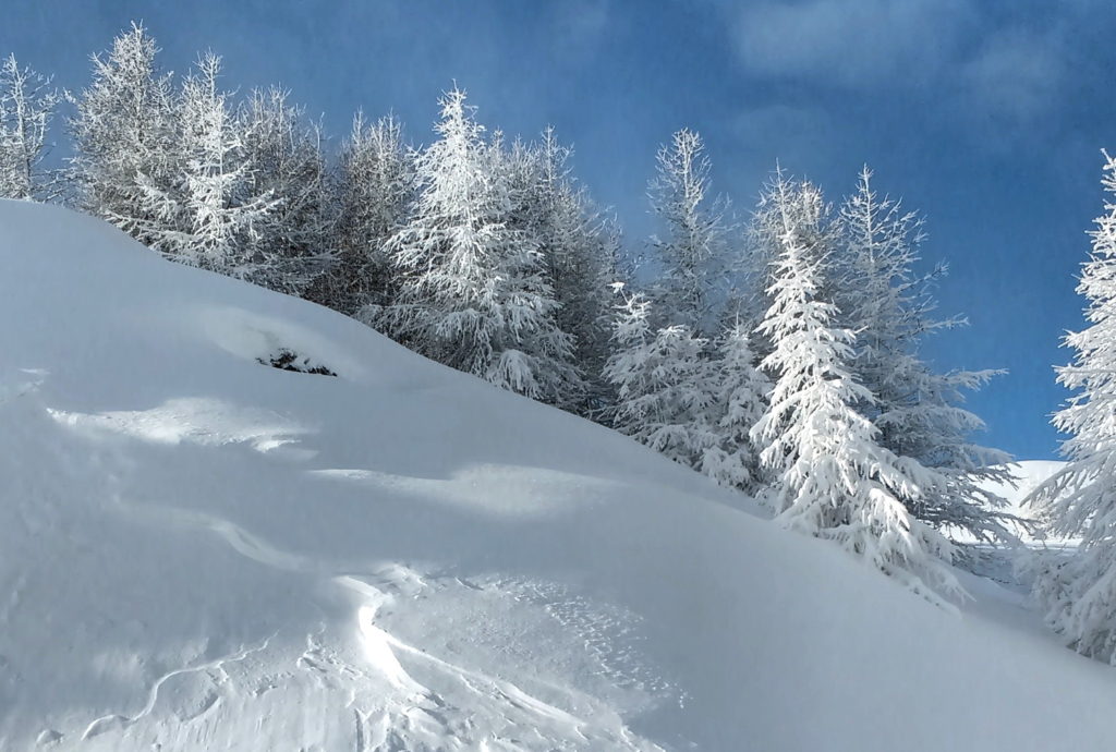 Les arbres blancs