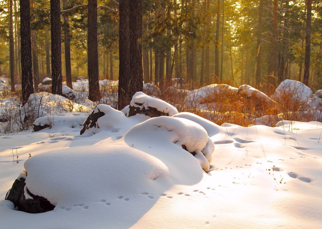 Dans les forêts de siberie