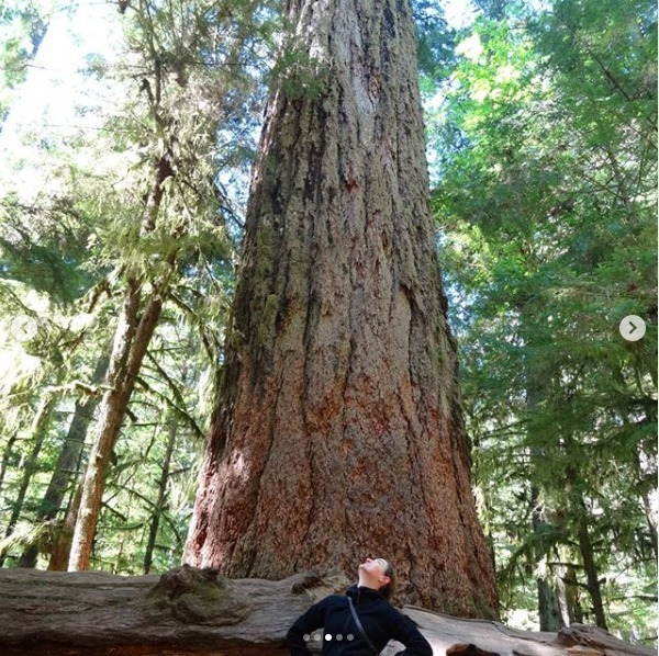 Cathedral Grove, Ile de Vancouver